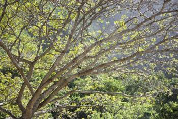 Royalty Free Photo of Tree Branches With Mountains in Background in Iao Valley State Park in Maui, Hawaii