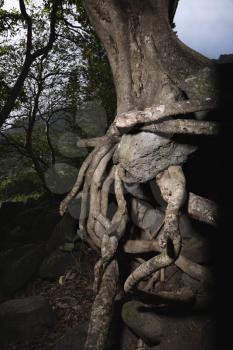 Royalty Free Photo of the Tangled Roots of a Tree