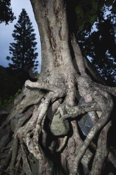 Royalty Free Photo of Tangled Roots of a Tree