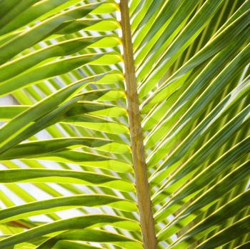 Royalty Free Photo of a Close-up of a Palm Frond