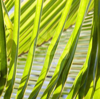 Royalty Free Photo of a Close-up of Palm Fronds