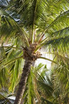 Top of palm tree with fronds.