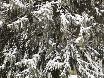 Royalty Free Photo of a Snowy Evergreen Tree