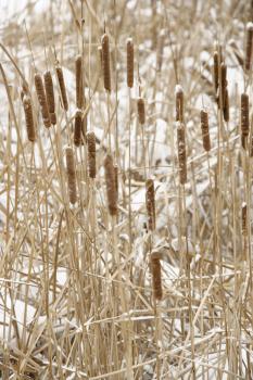 Royalty Free Photo of Bull Rush Plants in Snow