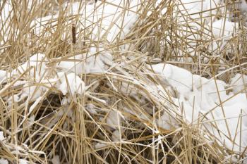 Royalty Free Photo of Cattail Plants in Snow