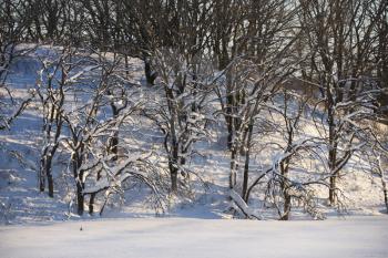Royalty Free Photo of Snow Covered Trees in Winter