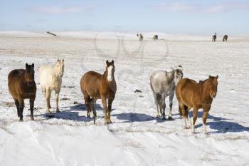 Royalty Free Photo of Horses in a Snowy Pasture
