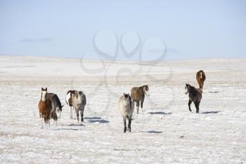 Royalty Free Photo of Horses in a Snow Covered Pasture