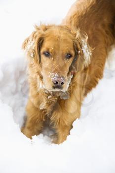 Golden Retriever with snowy snout and ears playing in snow. 