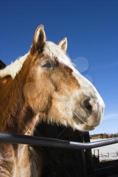 Royalty Free Photo of a Draft Horse Leaning Over a Fence