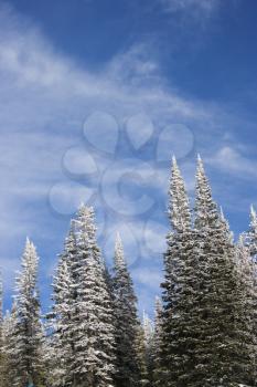 Royalty Free Photo of Snow Covered Pine Trees