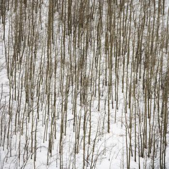 Royalty Free Photo of Bare Trees in Forest Covered in Snow