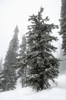 Royalty Free Photo of Snow Covered Pine Trees in Fog