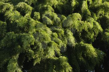 Royalty Free Photo of an Aerial of Trees