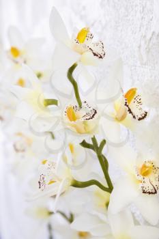 Royalty Free Photo of a Close-up of Silk Orchid Flowers on a Stem