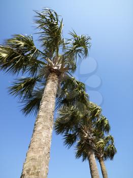 Royalty Free Photo of a Low Angle View of Palms Trees With Blue Sky