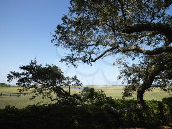 Royalty Free Photo of an Oak Tree With Wetland and Stream in the Background at Bald Head Island, North Carolina