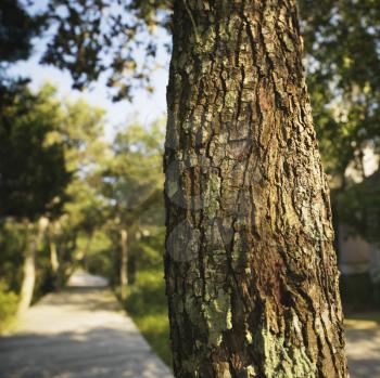 Trunk of tree with wooded sidewalk in background at Bald Head Island, North Carolina.