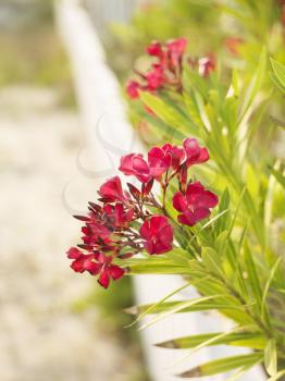 Royalty Free Photo of a Flowering Oleander Bush at a Beach Behind a White Fence