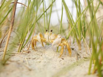 Royalty Free Photo of a Close-up of a Ghost Crab on a Beach