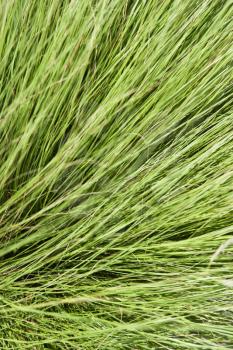 Royalty Free Photo of Long Green Thick Grass
