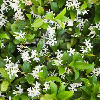 Royalty Free Photo of a Close-up of a Blooming Jasmine Bush