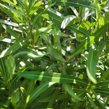 Royalty Free Photo of a Close-up of Plant with Slender Green Leaves