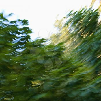 Royalty Free Photo of Motion Blur of Trees and Leaves