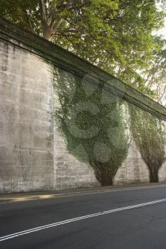 Royalty Free Photo of Ivy Plants Crawling Up Cement Wall in Sydney, Australia