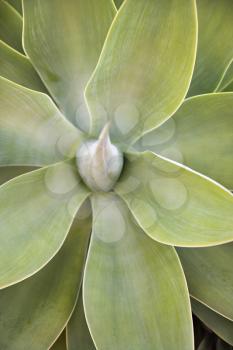Royalty Free Photo of a Close-up of an Agave Plant