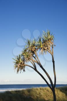 Royalty Free Photo of a Palm Tree on Beach on Surfers Paradise, Australia