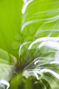 Motion blur abstract with green.