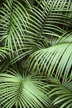Royalty Free Photo of Tropical Plant Fronts in Daintree Rainforest, Australia