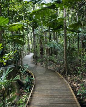 Wooden boardwalk through forest in  Daintree Rainforest, Australia.