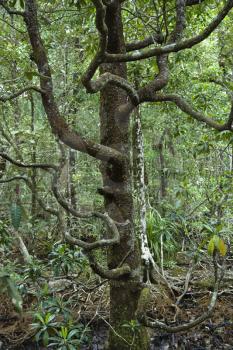 Royalty Free Photo of a Tree in Daintree Rainforest, Australia