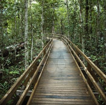 Royalty Free Photo of a Wooden Boardwalk Through the Forest in Daintree Rainforest, Australia