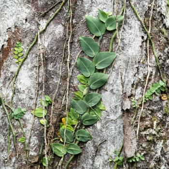 Royalty Free Photo of Plants and Vines Attached to Tree Bark in Daintree Rainforest, Australia