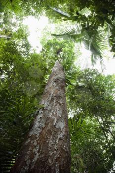 Royalty Free Photo of a Low Angle View of Tall Trees in Daintree Rainforest, Australia
