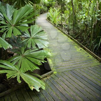 Royalty Free Photo of a Wooden Walkway Through Daintree Rainforest, Australia