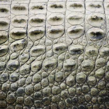 Royalty Free Photo of a Close-up of the Side of a Crocodile Showing Scaly Skin, Australia