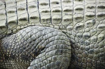 Royalty Free Photo of a Close-up of The Side of a Crocodile Showing Scaly Skin, Australia