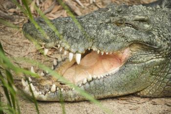 Royalty Free Photo of a Crocodile With an Open Mouth, Australia