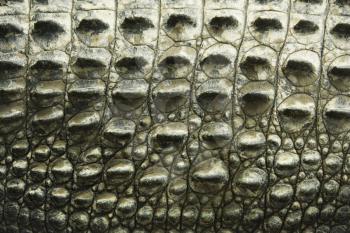 Royalty Free Photo of a Close-up of the Side of a Crocodile, Australia