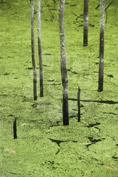 Royalty Free Photo of a Swamp With Trees Growing in Water and Plants, Australia