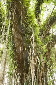Royalty Free Photo of a Large Tree Covered With Vines and Green Leafy Air Plants
