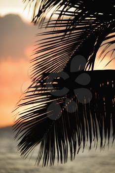 Royalty Free Photo of Palm Leaves Silhouetted Against Sunset and Ocean on Maui, Hawaii
