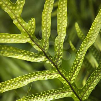 Royalty Free Photo of a Close-up of a Fern Leaf With Bumpy Immature Sporangia
