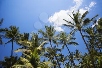 Royalty Free Photo of Palm Trees