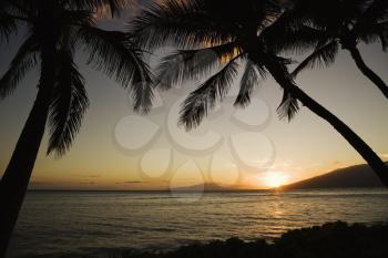Royalty Free Photo of the Sunset Over Silhouetted Palm Trees