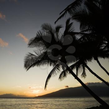 Royalty Free Photo of Sunset and Palm Trees Over the Pacific Ocean